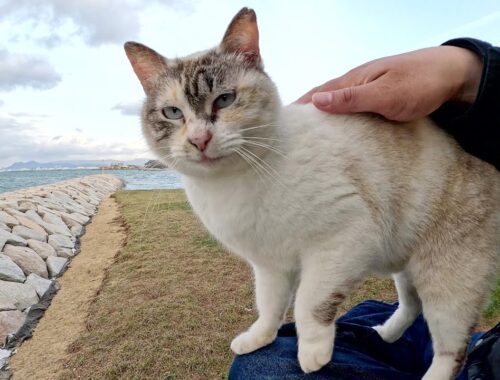 美猫のシャムミックス猫が人間のひざの上で強風をしのぐ
