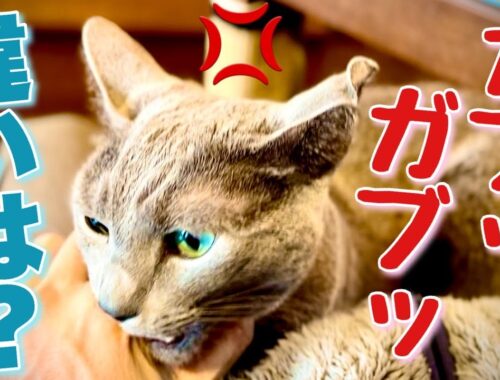 ロシアンブルー | 猫が飼い主を噛みたい気分~4つの理由 [Russian Blue cat Kotetsu] Why cats feel like biting their owners?