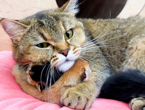 Mama cat hugs her meowing newborn baby kittens tightly while I clean their house.