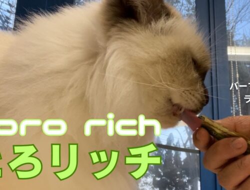 バーマン猫ラフ【とろリッチ】Toro rich（バーマン猫）Birman /Cat