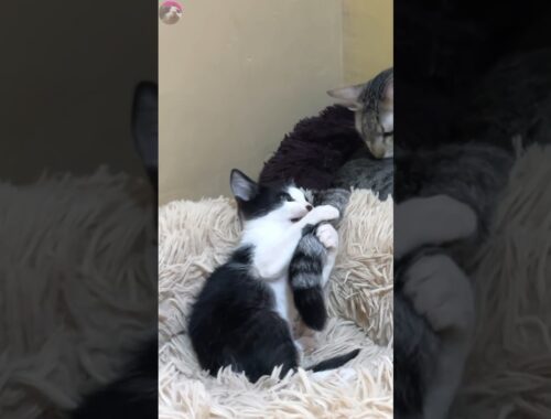 A rescued kitten resists the resident cat trying to adore it #shorts
