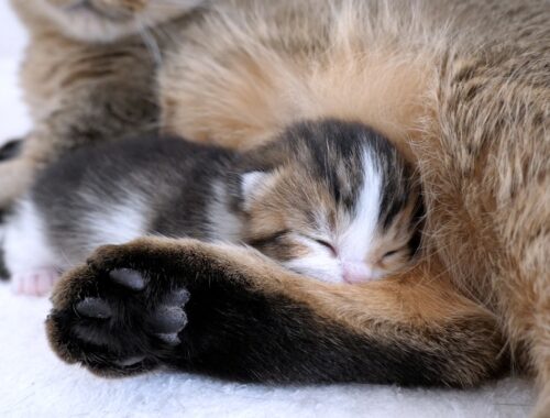 Kitten that looks just like Coco sleeping at mother cat Kiki's feet...