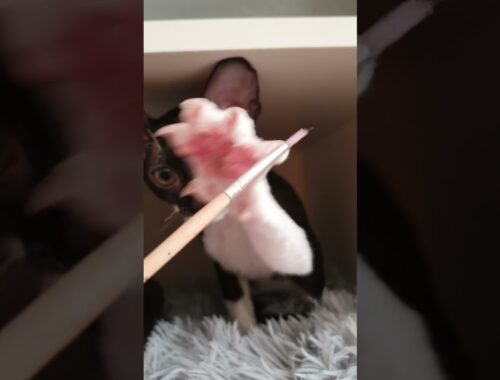 Cornish Rex kitten and lil paint brush!