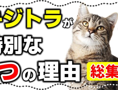 【キジトラ総集編】キジトラ猫・キジ白猫の特徴