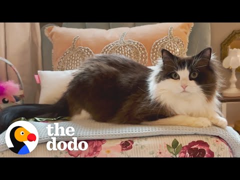 This Cat's Apartment Is Cuter Than Yours | The Dodo