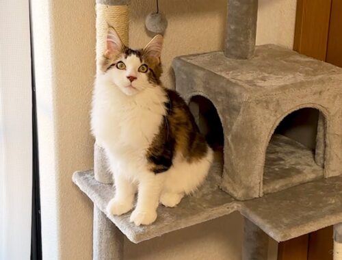 【大型猫用キャットタワー】初めてのタワーに出会ったメインクーン