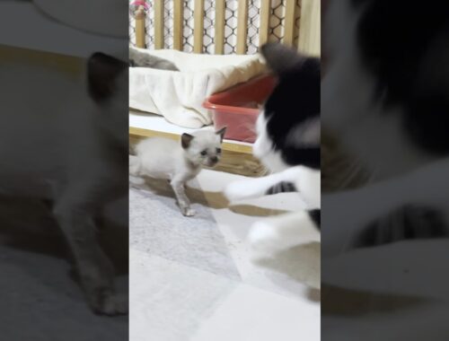 A rescued kitten surprised the resident cat upon their first meeting  #shorts
