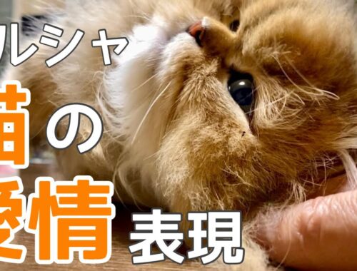 ペルシャ猫の愛情表現。ペロペロ、すりすりは抱っこのサインだった💕