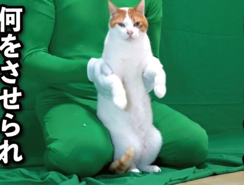 【甘えんぼ猫】緑まみれの部屋で謎のダンスを踊らされる猫
