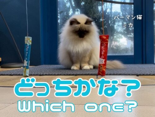 バーマン猫ミカとガブとウリ【どっちかな？】Which one?（バーマン猫）Birman/Cat