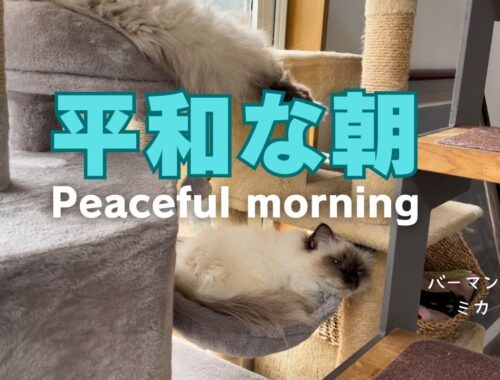 バーマン猫ミカとウリ【平和な朝】Peaceful morning（バーマン猫）Birman/Cat