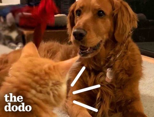 Kitten Found In Parking Lot Growled At His Golden Retriever Sister When They First Met | The Dodo
