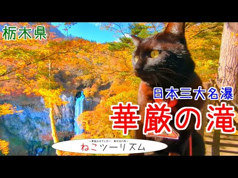 【猫と旅行】名瀑『華厳の滝』で紅葉狩り【栃木県】