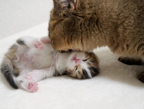 Kitten that look just like Coco surrender as soon as he is licked by mother cat Kiki.
