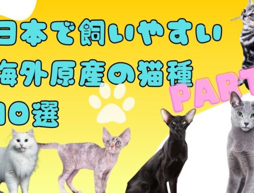 日本で飼いやすい海外原産の猫種10選Part2　#猫　#猫種