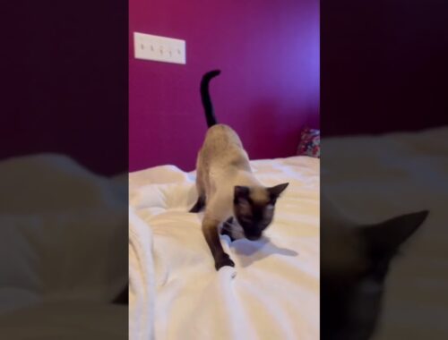 Today’s Siamese Cats 17 Play with Quinn #shorts