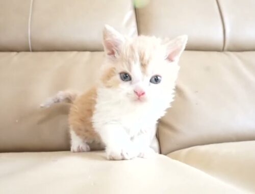 セルカークレックス子猫　2024.2.3産まれ 　クリーム＆ホワイト　　男の子　Selkirk Rex　シーダキャット猫のお店