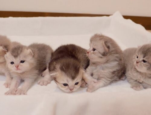 We have decided on cute names for our kittens!