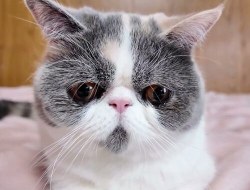 リアルな涙を流す猫が可愛すぎました #ねこ #cat #ぽてお
