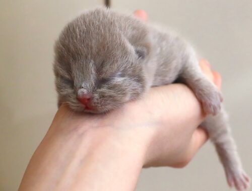 Tiny Meows: Holding Three-Day-Old Kittens for the First Time!
