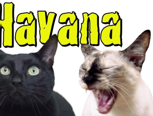 Havana - Cat Version (Camila Cabello ft. Young Thug)