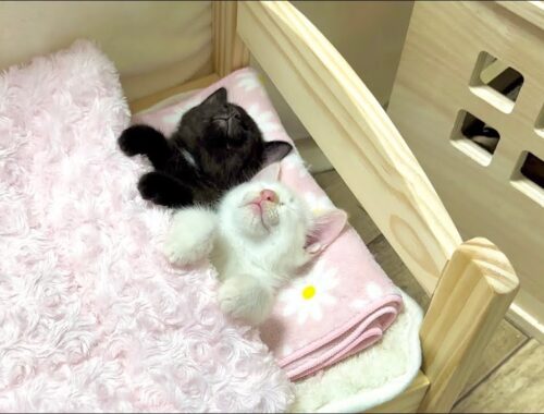 ぬいぐるみじゃないよ！遊び疲れた子猫を寝かしつけてみた【ポノfam物語#39】After a long day of play, the kittens were put to bed.