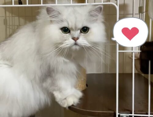 【ペルシャ猫】キャットタワー兼癒しのケージみんなやって来る❣️可愛すぎるペルシャ猫たち