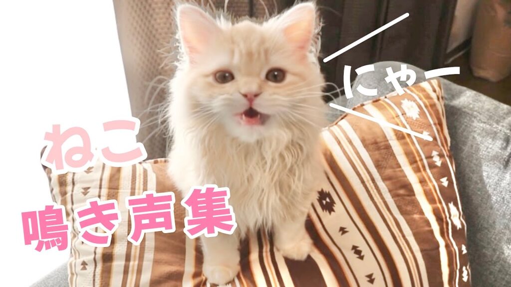 もふもふ子猫の可愛い鳴き声集♪ 【スコティッシュフォールド】 もふもふ子猫の可愛い鳴き声集♪ 【スコティッシュフォールド】