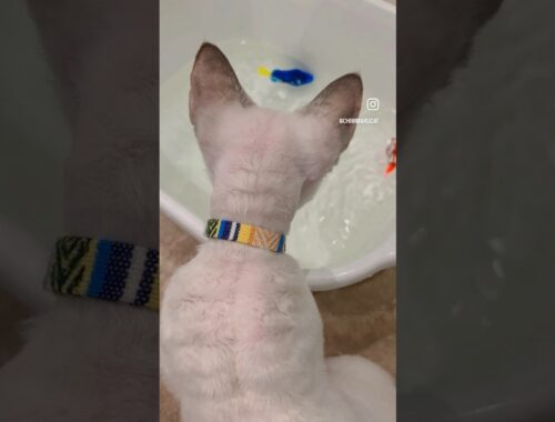 Devon Rex Cat - To help our cat get used to water, we introduced a toy fish🐠お魚と遊んでお水に慣れようね🐟💙
