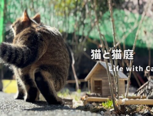 猫庭は猫たちの平和な世界