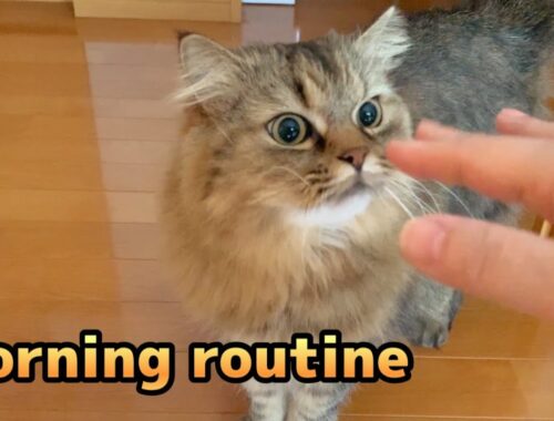 【Cat】モーニングルーティン#34/Morning Routine