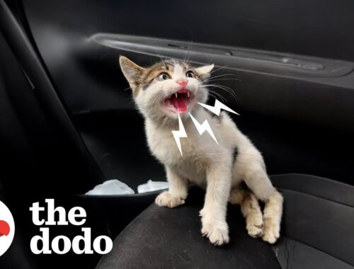 Kitten Who Couldn't Walk Changes Rescuer's Life | The Dodo