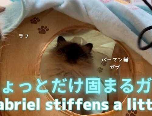 バーマン猫ガブ【ちょっとだけ固まるガブ】Gabriel stiffens a little（バーマン猫）Birman/Cat
