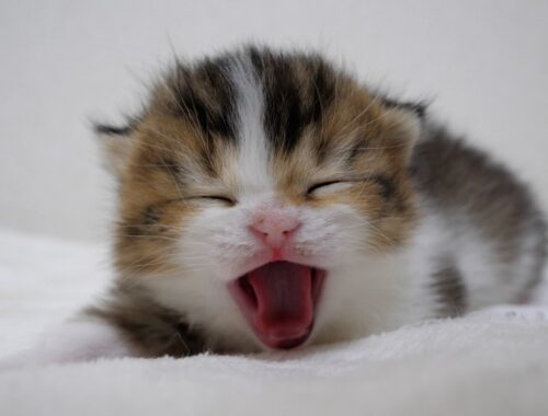 The kitten, which looks just like Coco, is so sleepy he can't stop yawning!