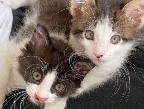 Two Kittens Find Each Other in a Special Way and Form a Wonderful Bond