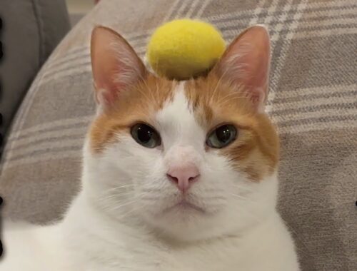 【甘えんぼ猫】ボールを置かれても全く気づかない猫がこちら…