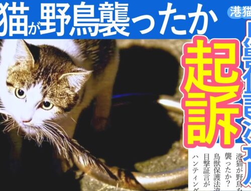 港猫ニュース「港猫が野鳥を襲ったか！？鳥獣保護法違反の疑い！！」