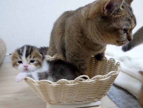 Mother cat Kiki interferes with weighing her kitten
