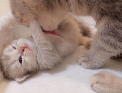 A kitten resisting its mother's aggressive grooming was too cute.