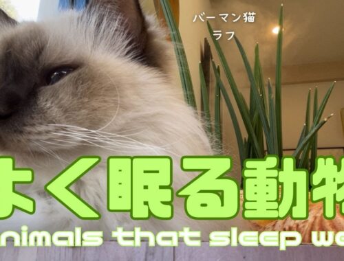バーマン猫ラフ【よく眠る動物】Animals that sleep well（バーマン猫）Birman/Cat