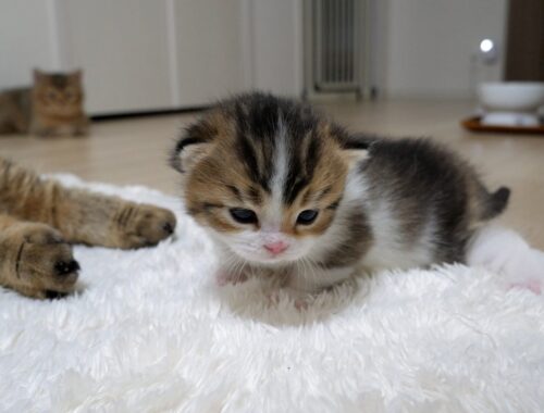 At last, the adventure of Nico the kitten has begun!