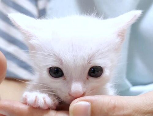 白い子猫が「わたしも一緒に甘えたい！」と言って膝に登ってきました【赤ちゃん猫　保護猫】