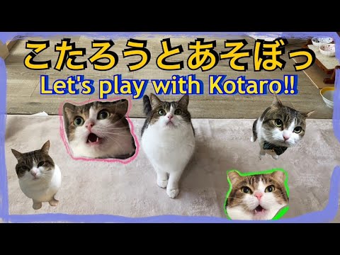 【マンチカン】こたろう先生と遊ぼう‼️ Let's play with Kotaro!!️