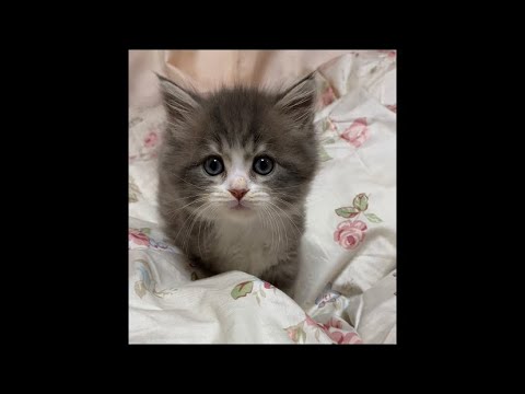 子猫の成長記録1（The record of Nico's growth）【ラガマフィン にこ】