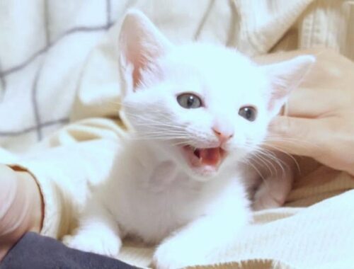 白い子猫はごはんの匂いにテンションが上がって鳴きはじめました【赤ちゃん猫　保護猫】