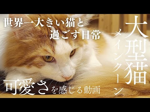 大型猫メインクーン2歳♂との素の日常【桜の季節】