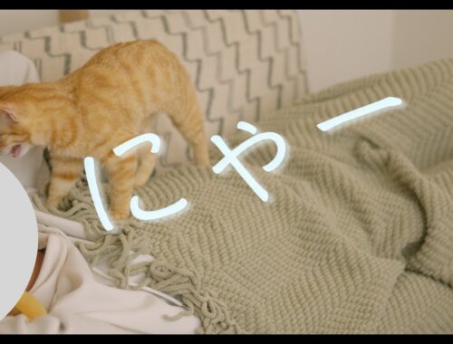 なかなか寝かせてくれない甘えんぼな子猫　#猫 #ラグドール #ragdollcat