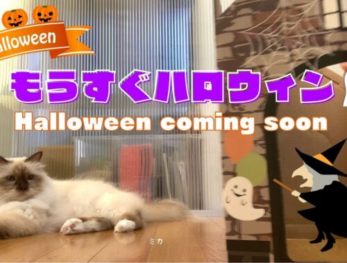 バーマン猫たちとホラーハウス【もうすぐハロウィン】Halloween coming soon（バーマン猫）Birman/Cat