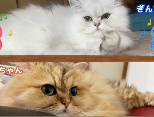 【もふもふ】可愛いペルシャ猫たちの午前と午後❣️それぞれの性格が可愛過ぎる！！