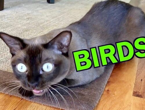 Burmese Cats Chattering and Talking about Birds! Cute & Funny!